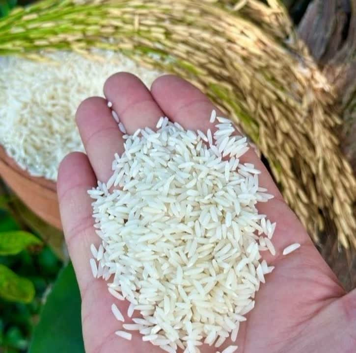 برنج طارم هاشمی کشت یک