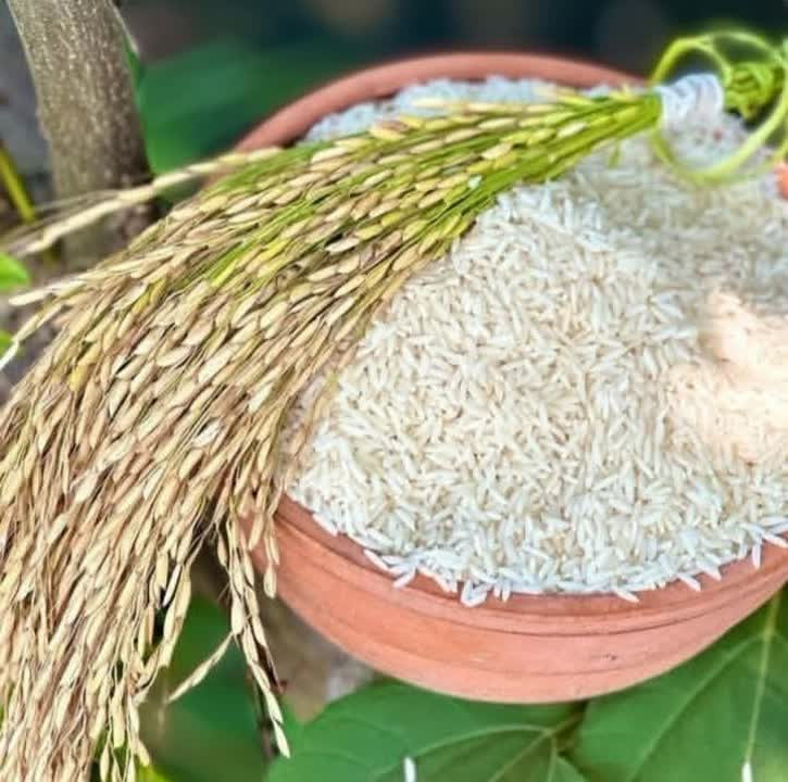 برنج طارم هاشمی کشت یک