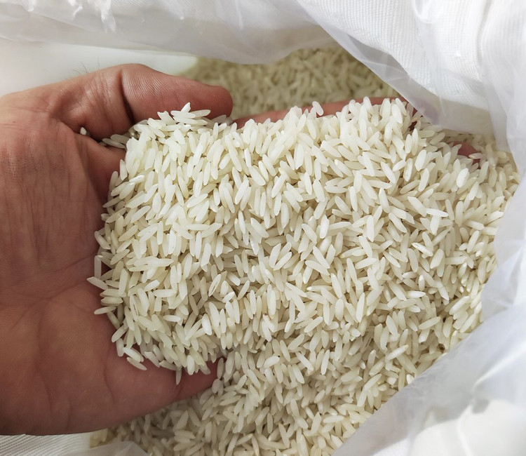 برنج طارم کشت دوم